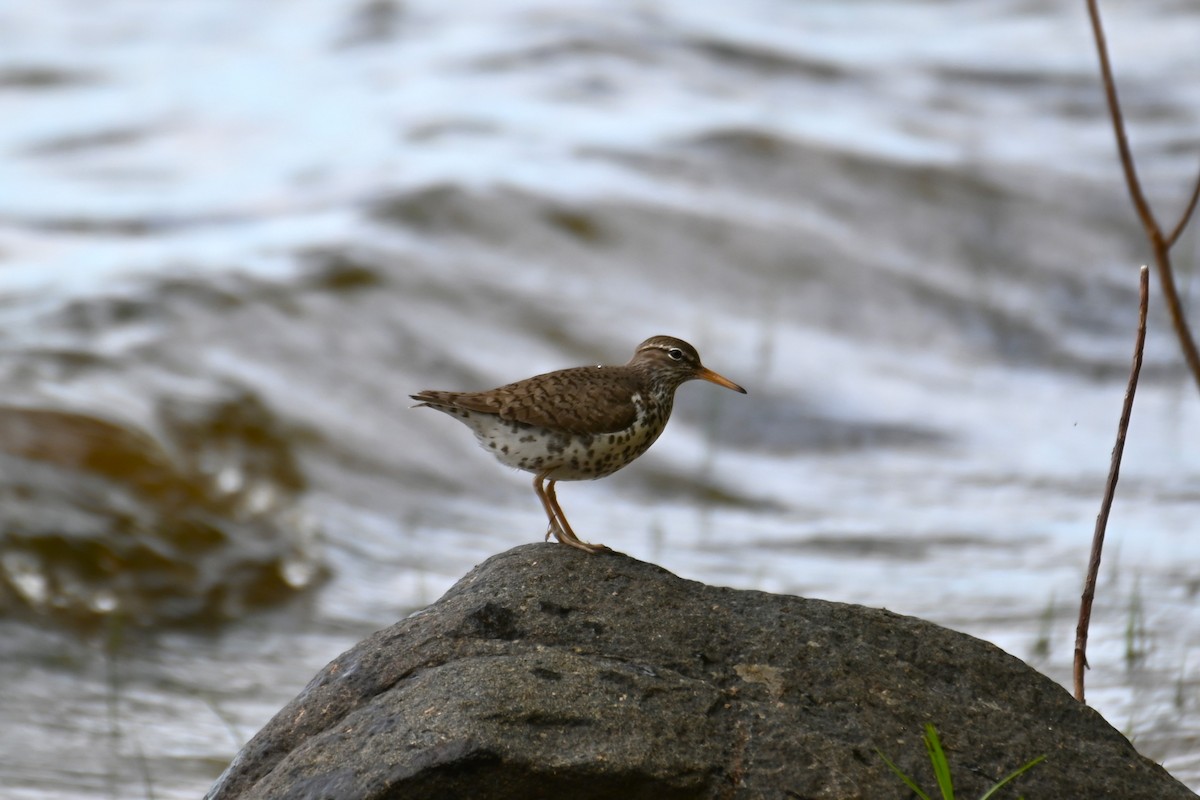 Spotted Sandpiper - Francois Cloutier