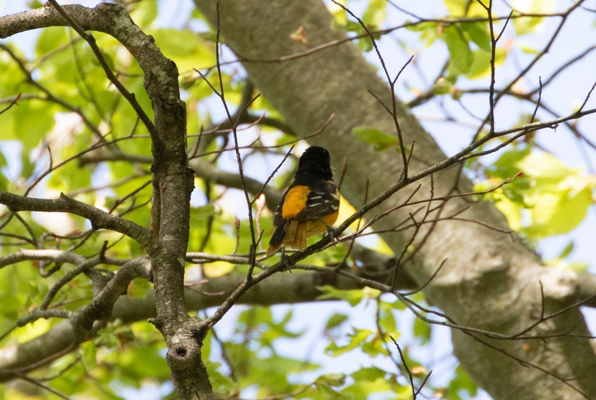 Baltimore Oriole - jessica gallipeau