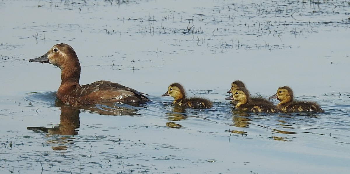 Common Pochard - Petr Jašek