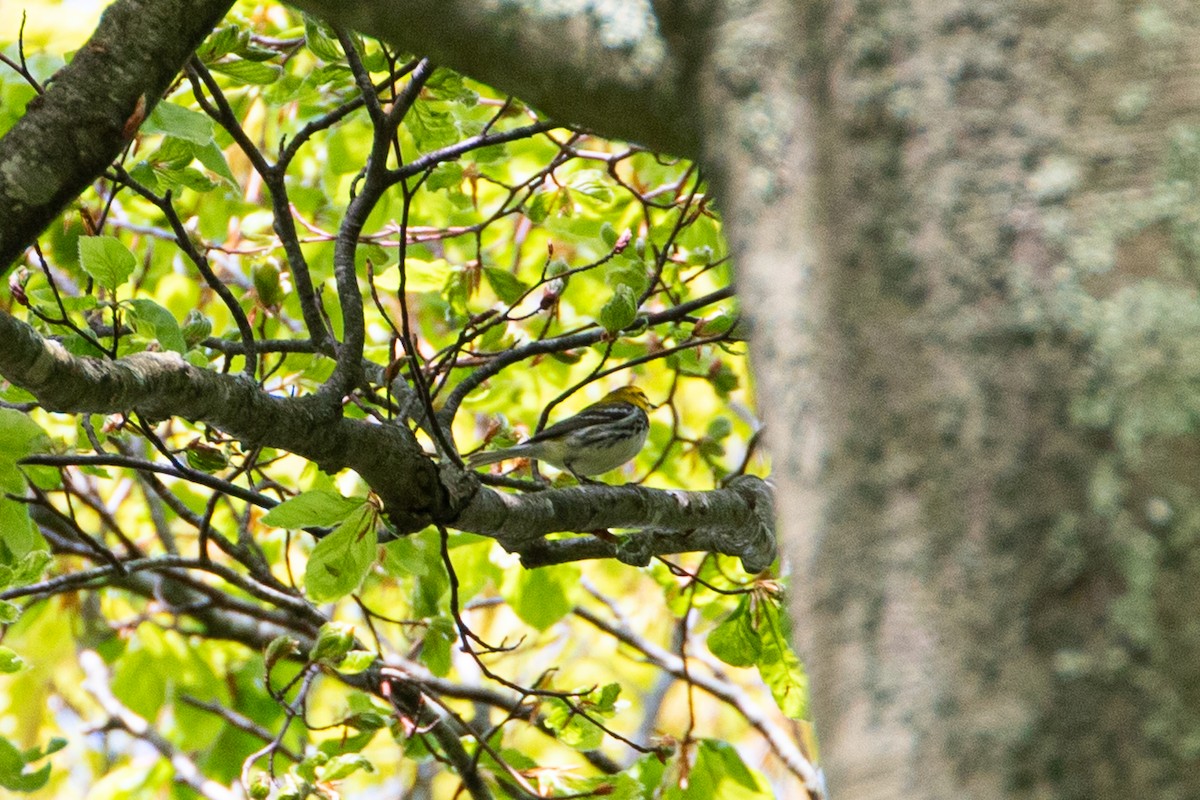 Black-throated Green Warbler - jessica gallipeau