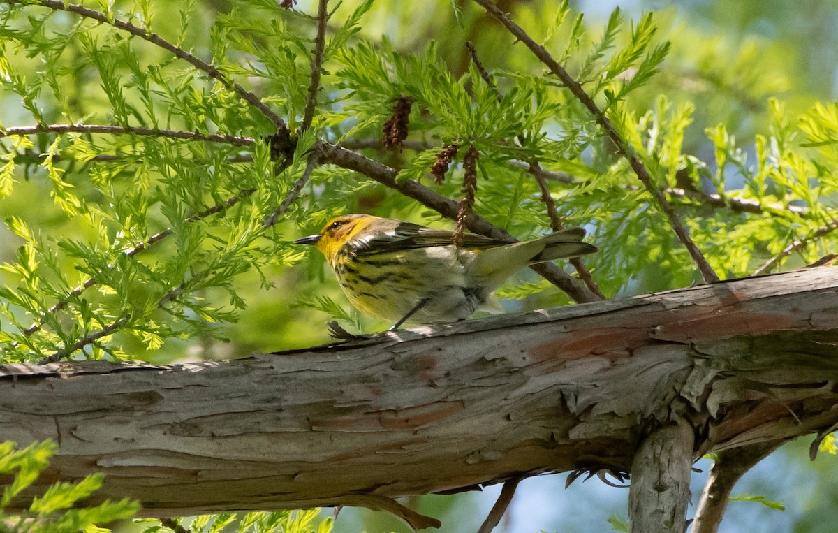 Cape May Warbler - Mike Good