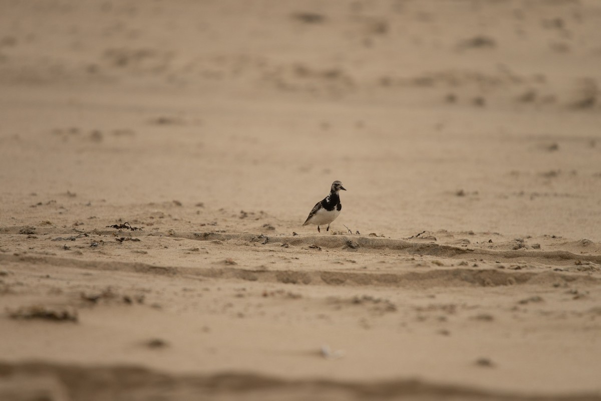 Ruddy Turnstone - ML619619459