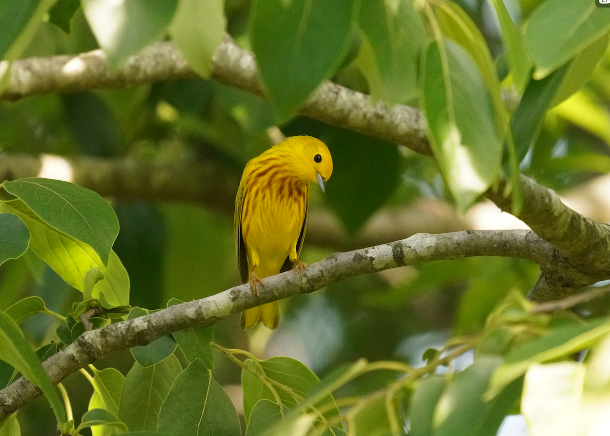 Yellow Warbler - Aaron T