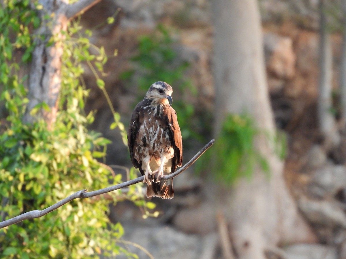 Snail Kite - ML619619473