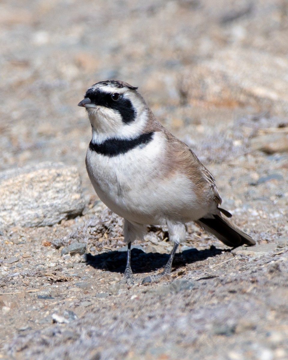 Horned Lark - Sumit Kayal