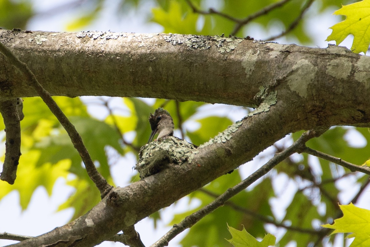 Ruby-throated Hummingbird - jessica gallipeau