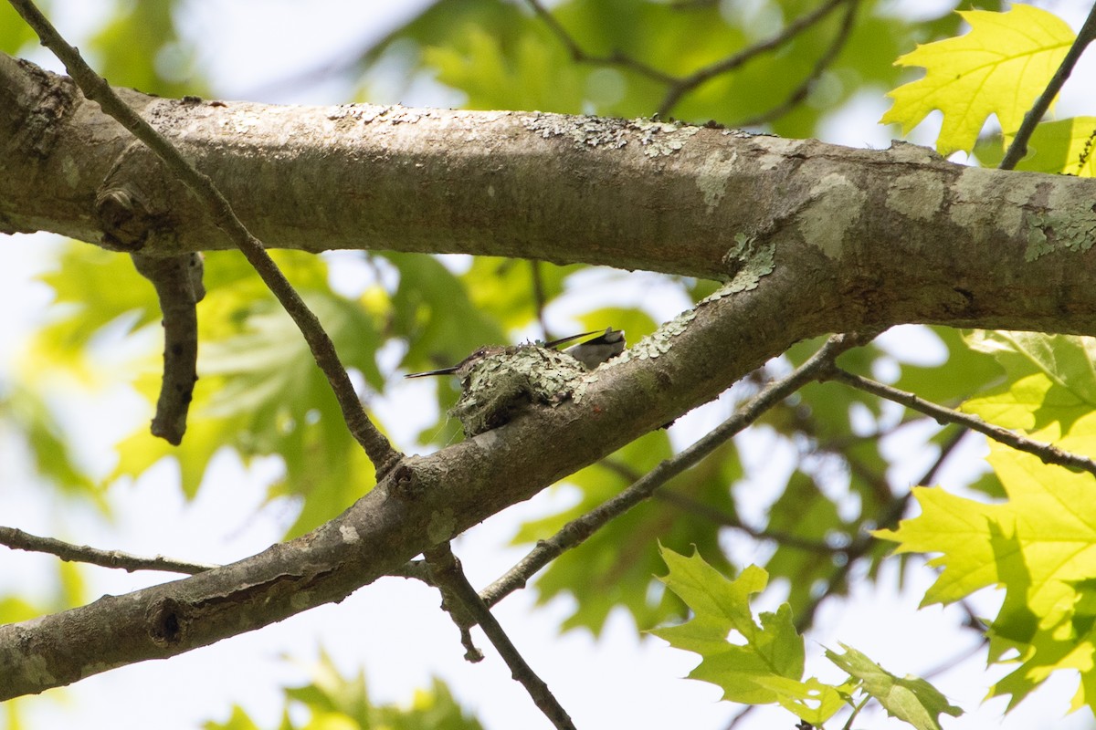 Ruby-throated Hummingbird - jessica gallipeau