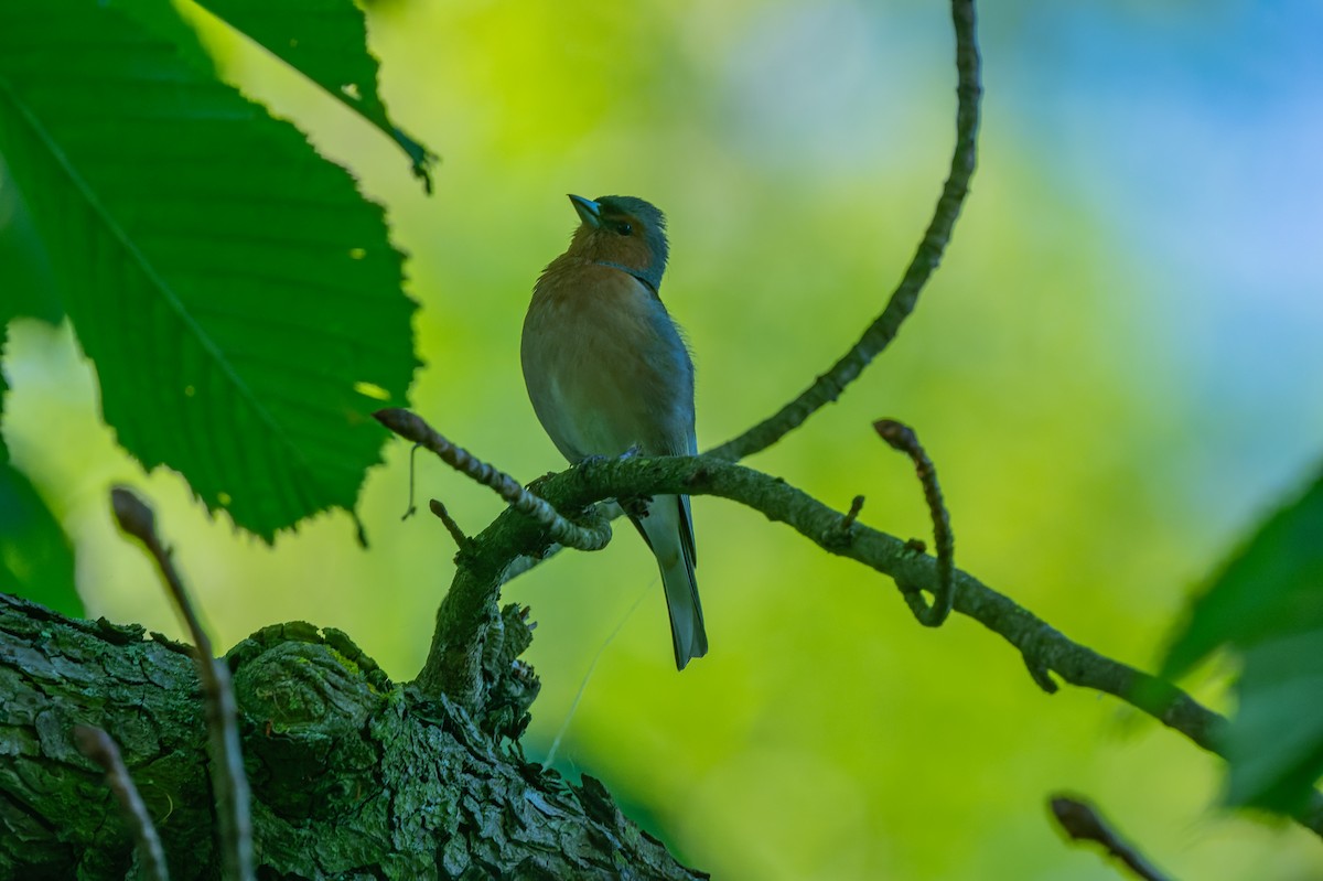 Common Chaffinch - lucien ABAH