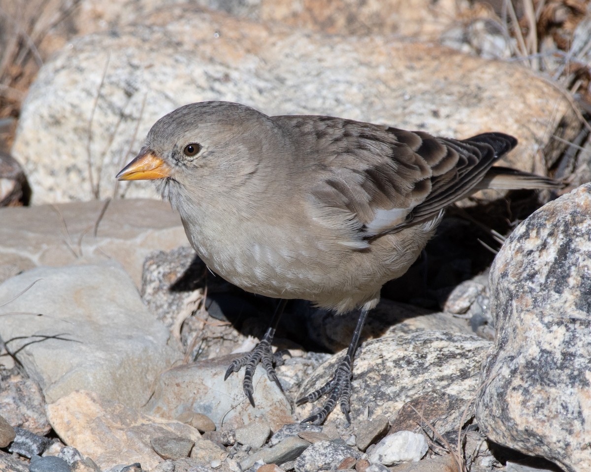 Black-winged Snowfinch - ML619619494