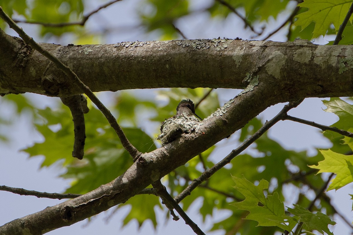 Ruby-throated Hummingbird - jessica gallipeau