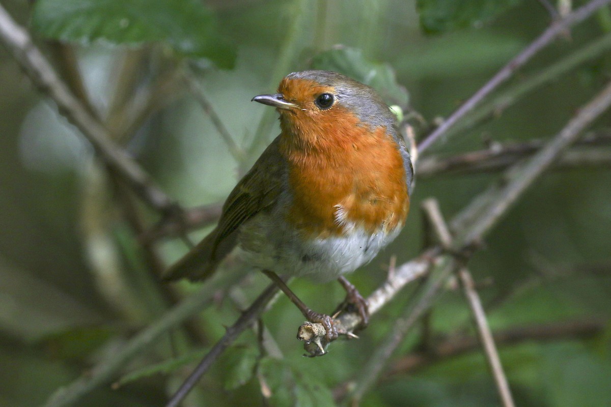 European Robin - ML619619497