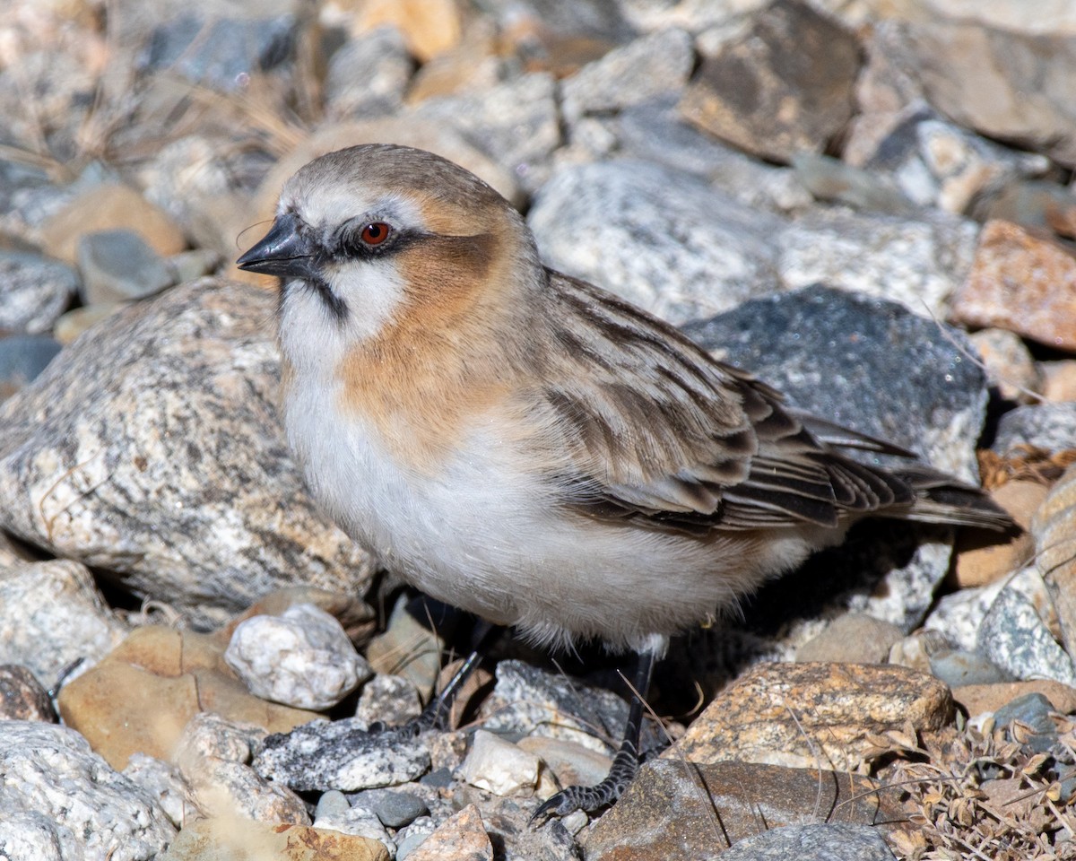 Rufous-necked Snowfinch - ML619619506
