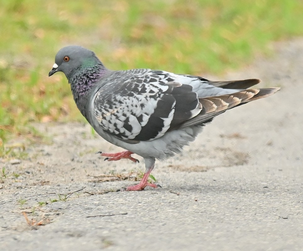 Rock Pigeon (Feral Pigeon) - Regis Fortin