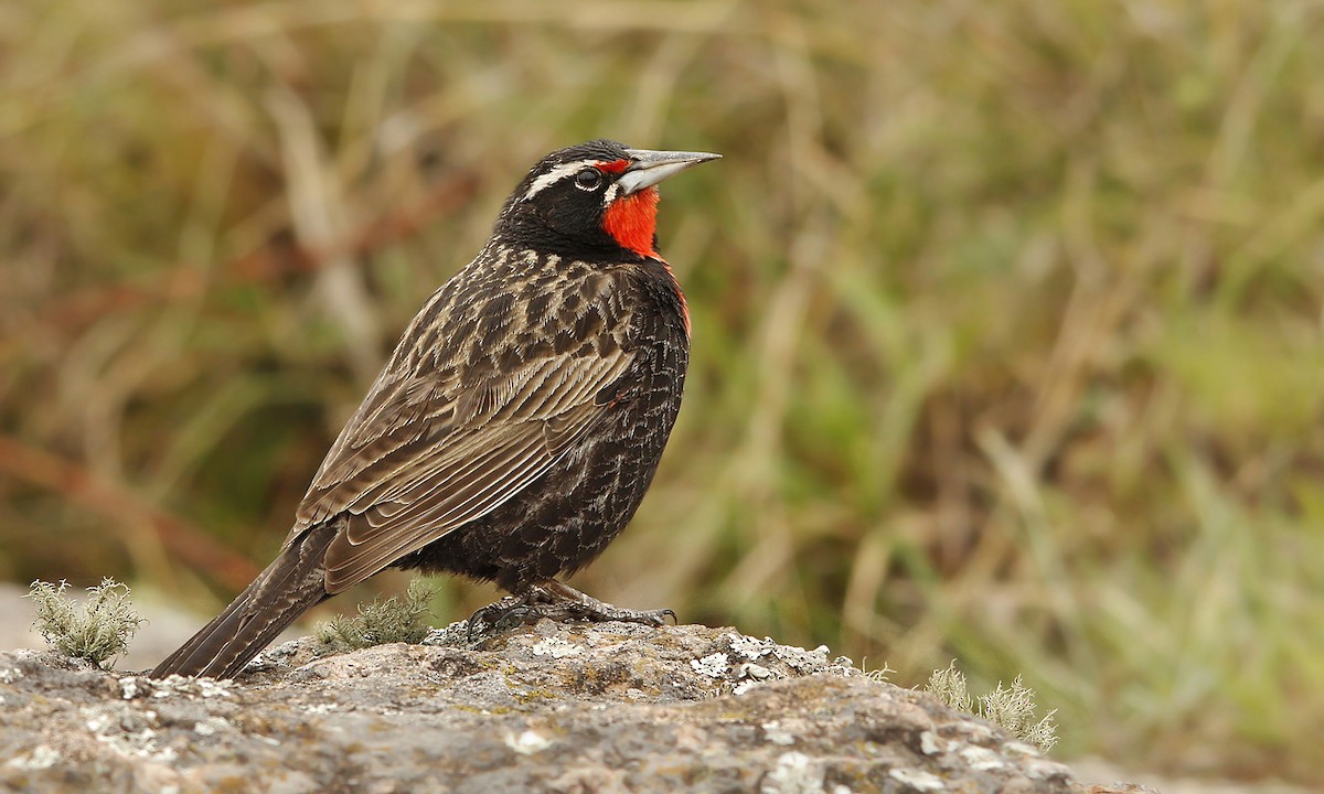 Long-tailed Meadowlark - ML619619508