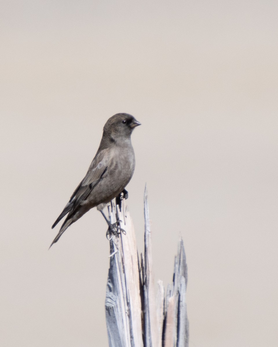 Black-headed Mountain Finch - ML619619512