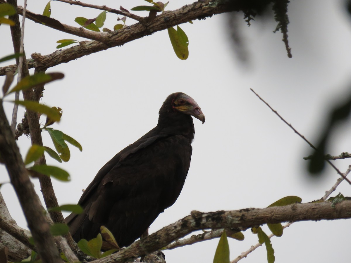 Lesser Yellow-headed Vulture - Sam Holcomb