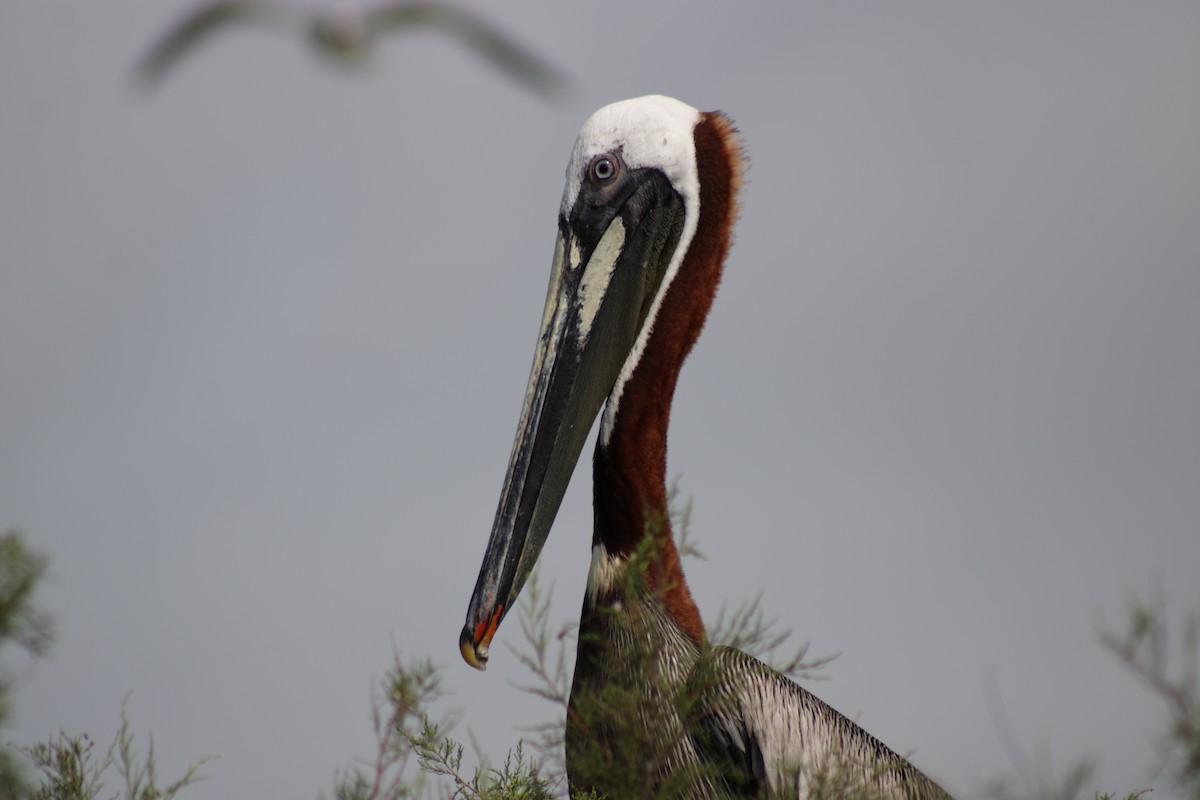 Brown Pelican - Kevin Ramirez