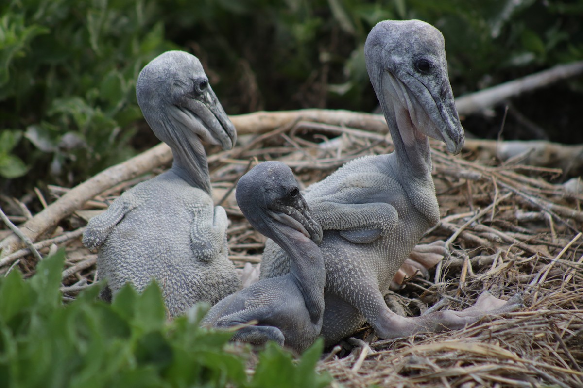 Brown Pelican - Kevin Ramirez