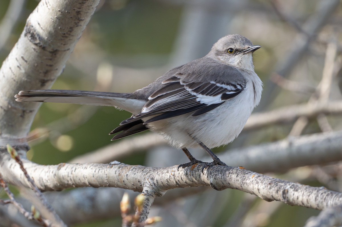 Northern Mockingbird - David Turgeon