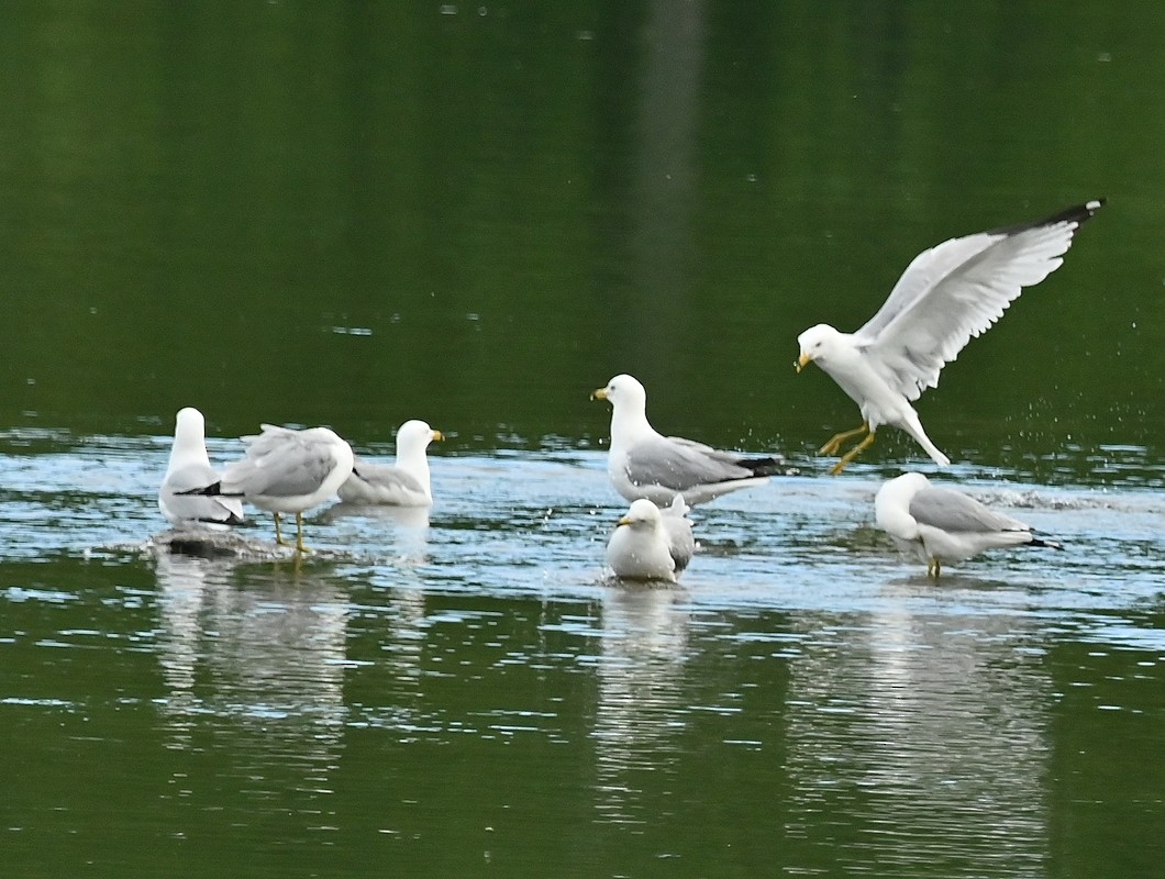 Ring-billed Gull - Regis Fortin