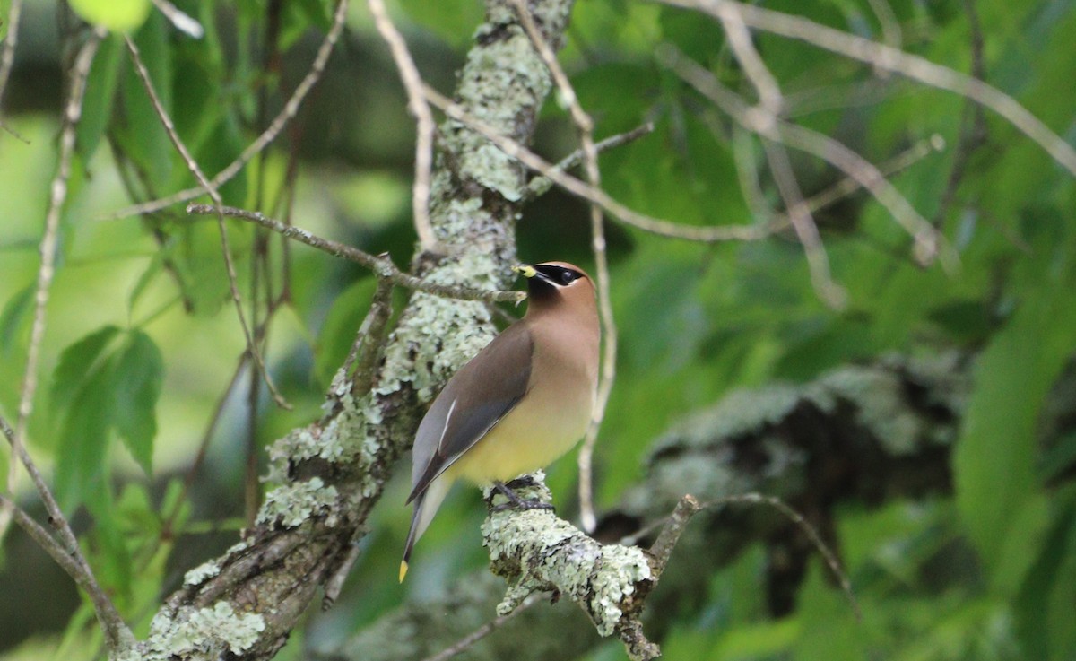 Cedar Waxwing - ML619619531