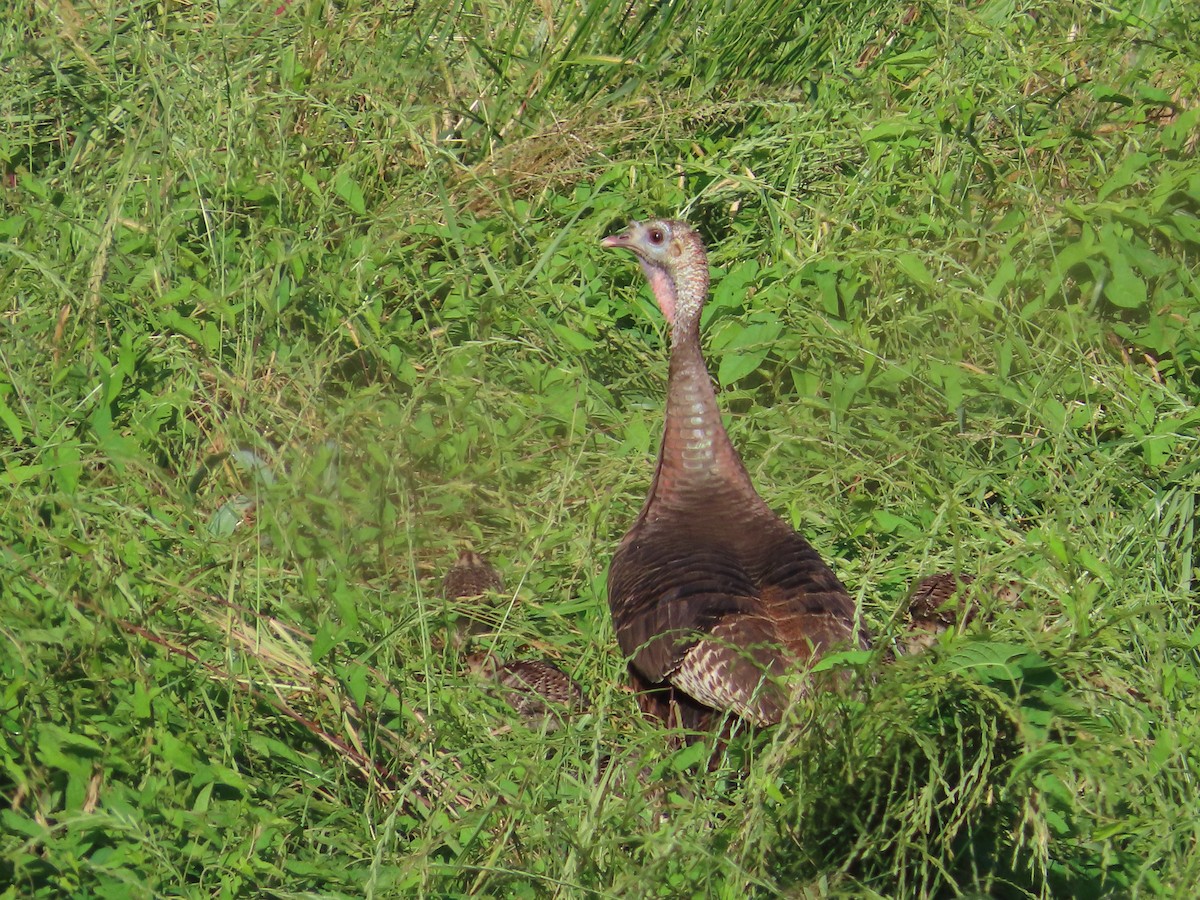 Wild Turkey - Paul Glass