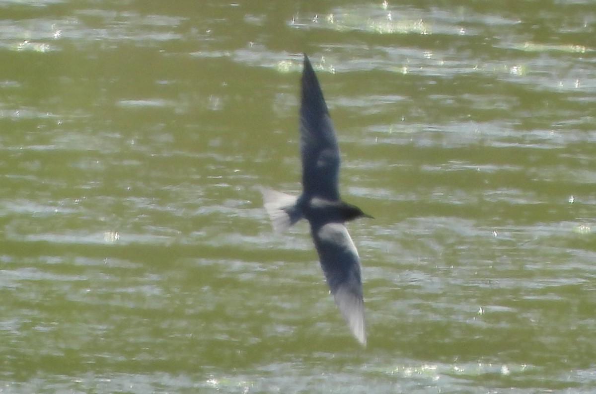 Black Tern - Bonnie Heinecke