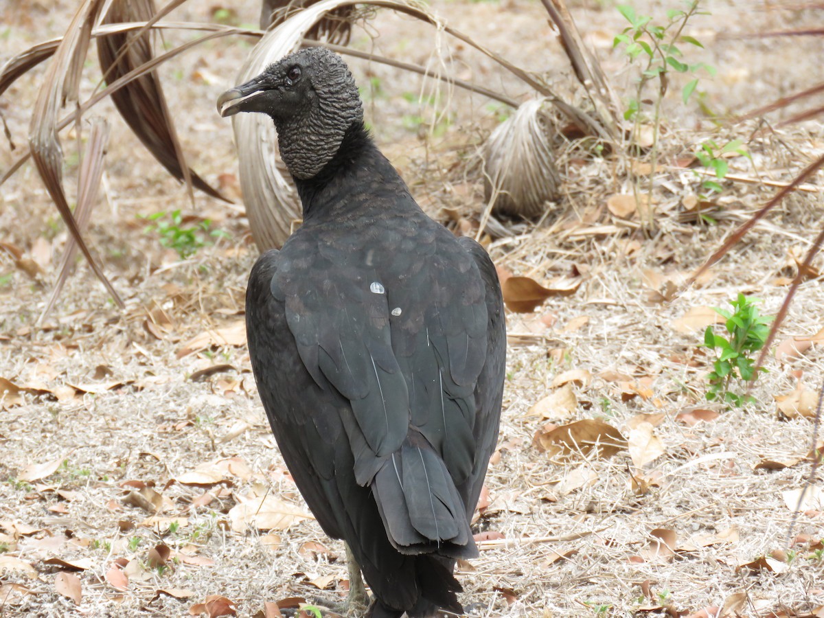 Black Vulture - Sam Holcomb