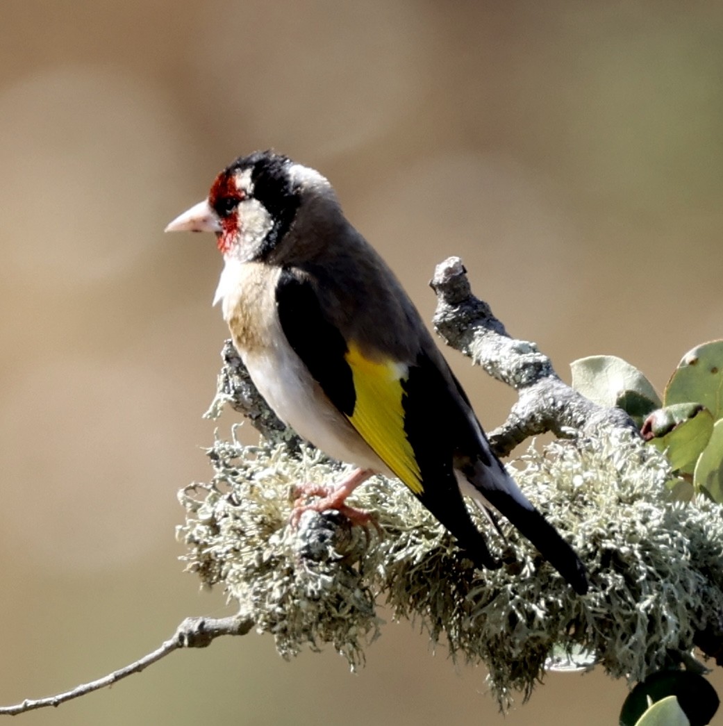 European Goldfinch - Scott Rauland