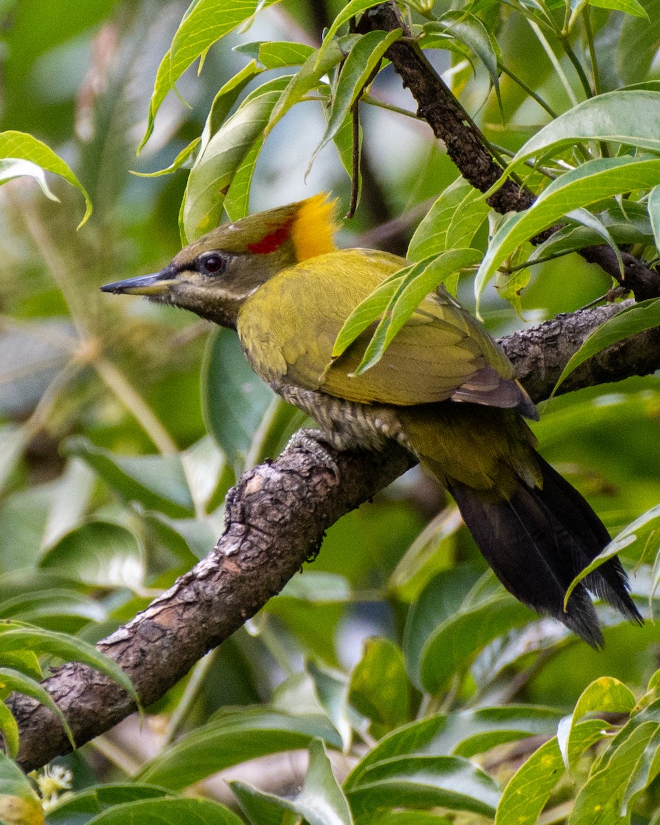 Lesser Yellownape - Sumit Kayal