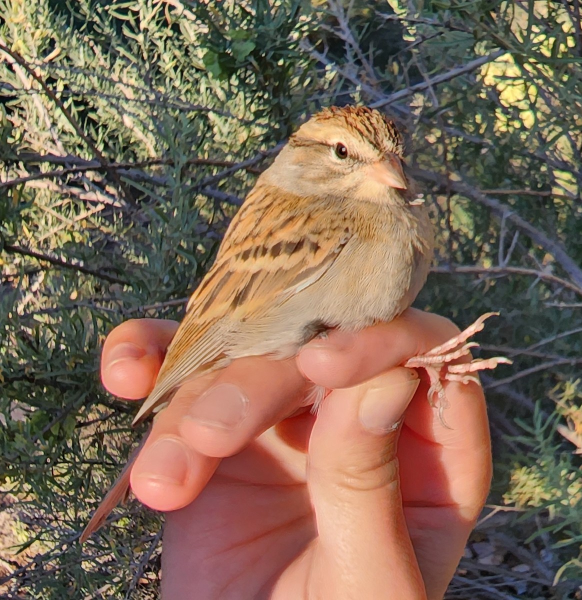 Chipping Sparrow - Nancy Cox