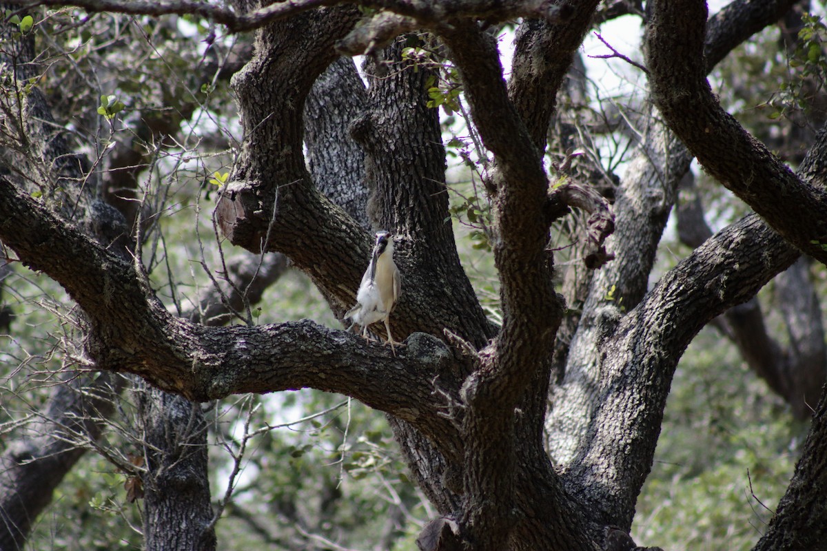 Black-crowned Night Heron - Kevin Ramirez