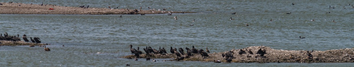 Lesser Whistling-Duck - Ayaz Mansuri