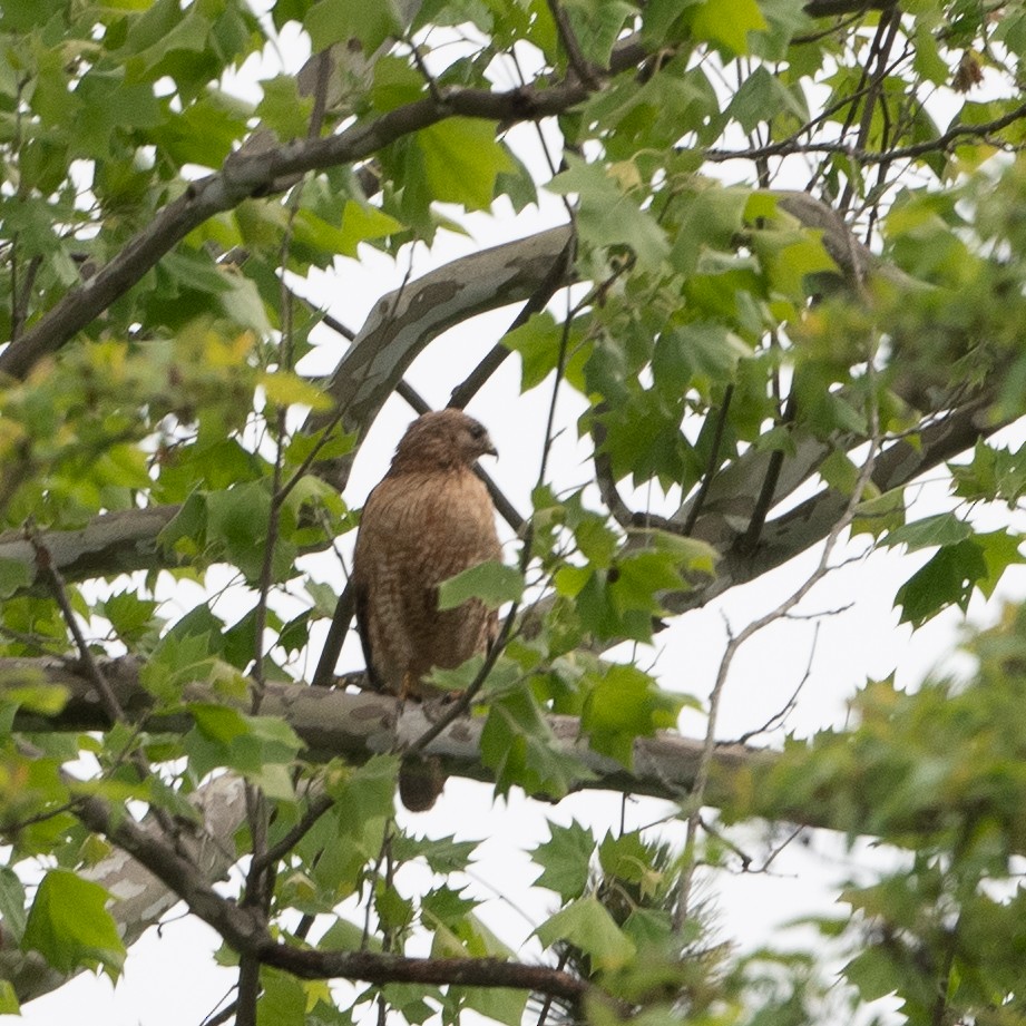 Red-shouldered Hawk - Bill Mitchell