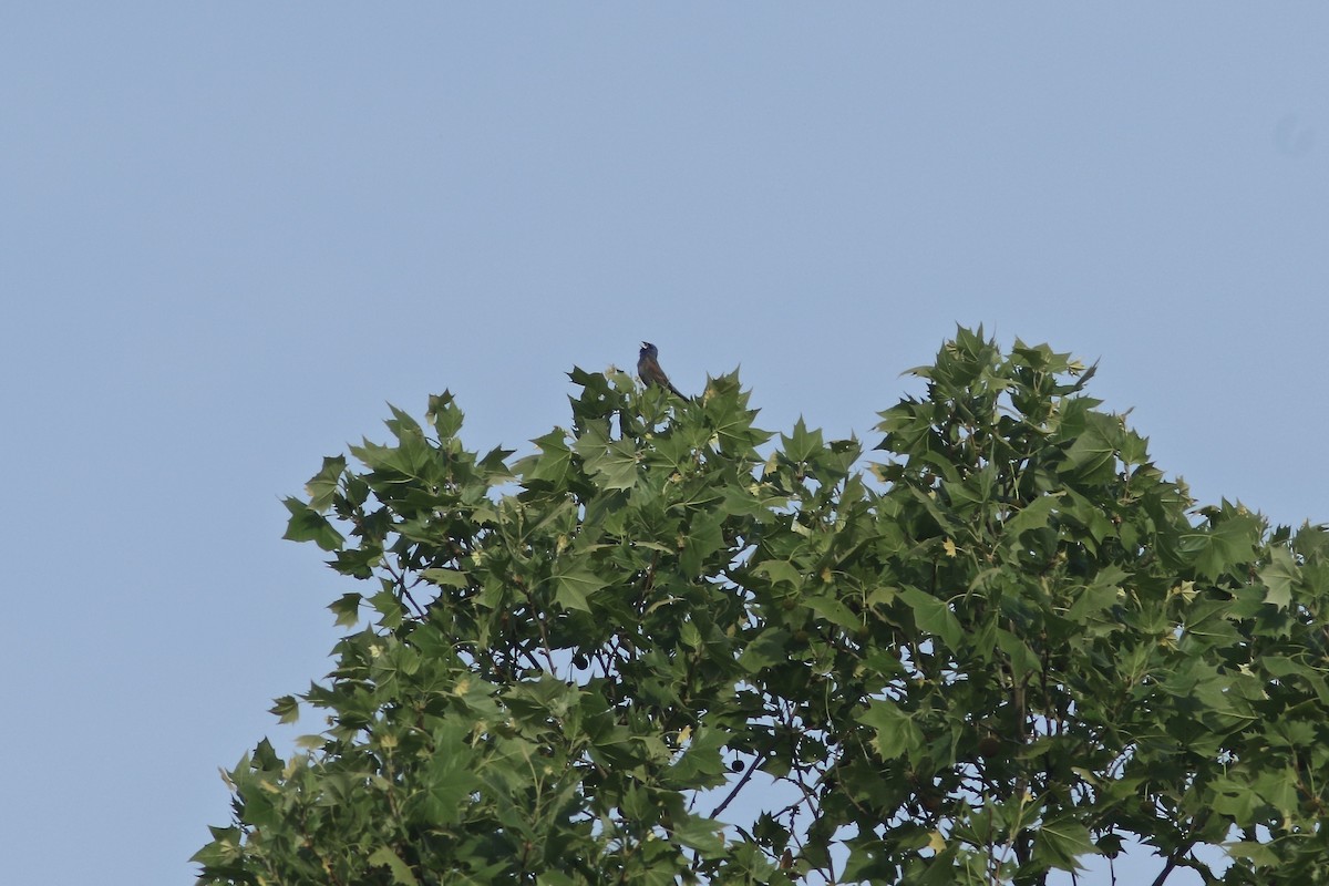 Blue Grosbeak - Larry Scacchetti