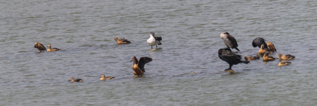 Knob-billed Duck - Ayaz Mansuri