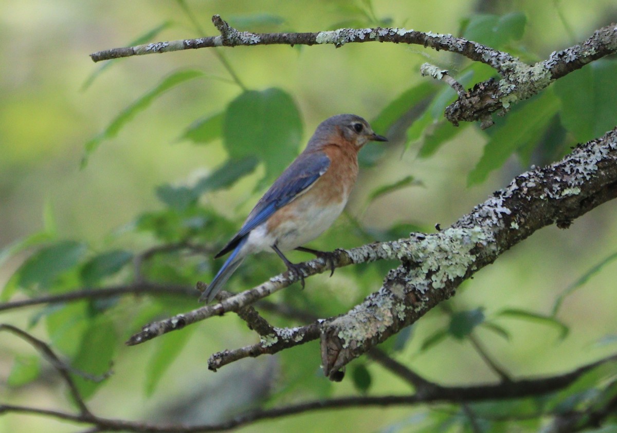 Eastern Bluebird - MA 2