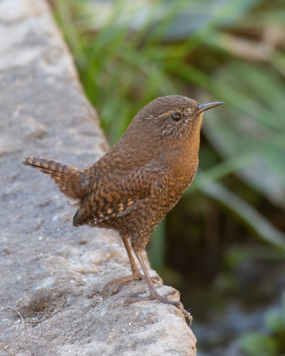 Eurasian Wren - ML619619616