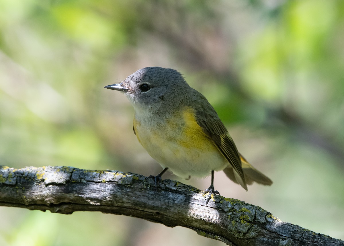 American Redstart - Mike Good