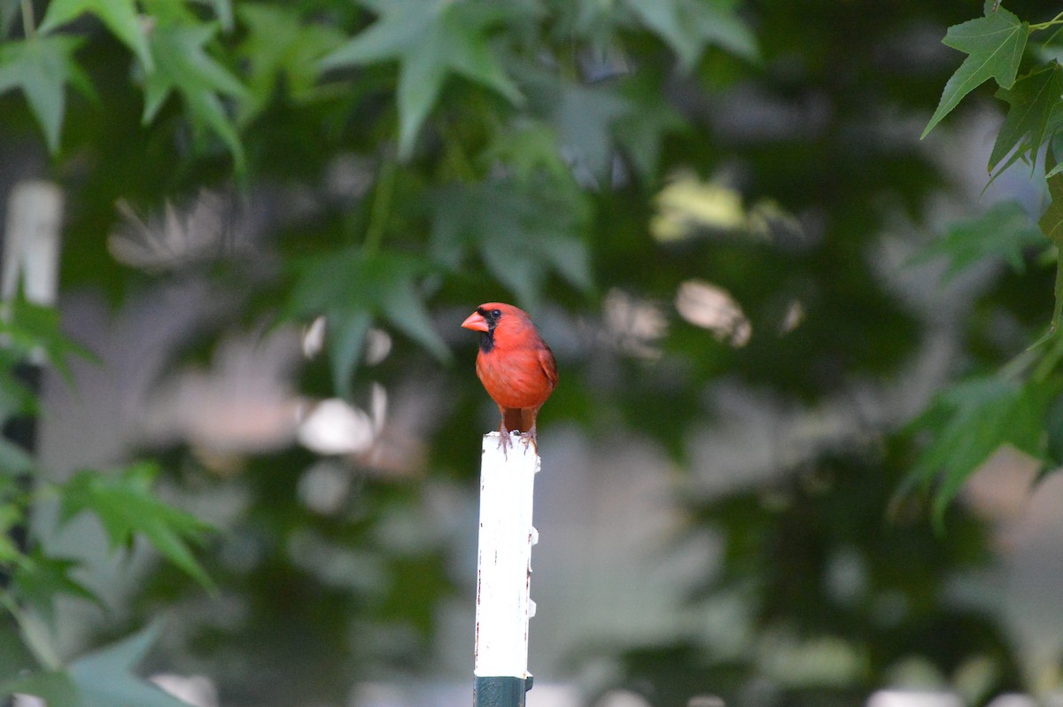 Northern Cardinal - Rebekah Boan