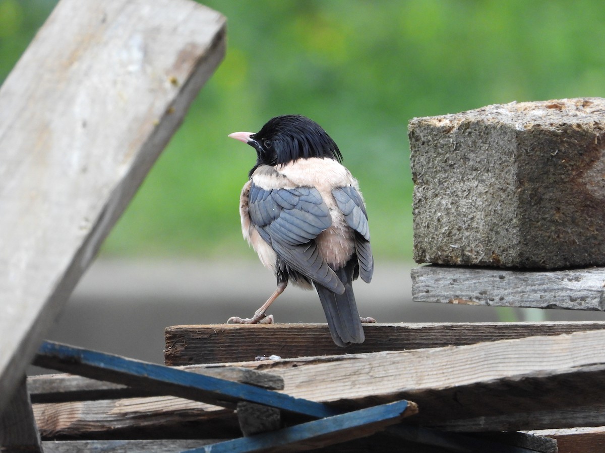 Rosy Starling - Josip Turkalj