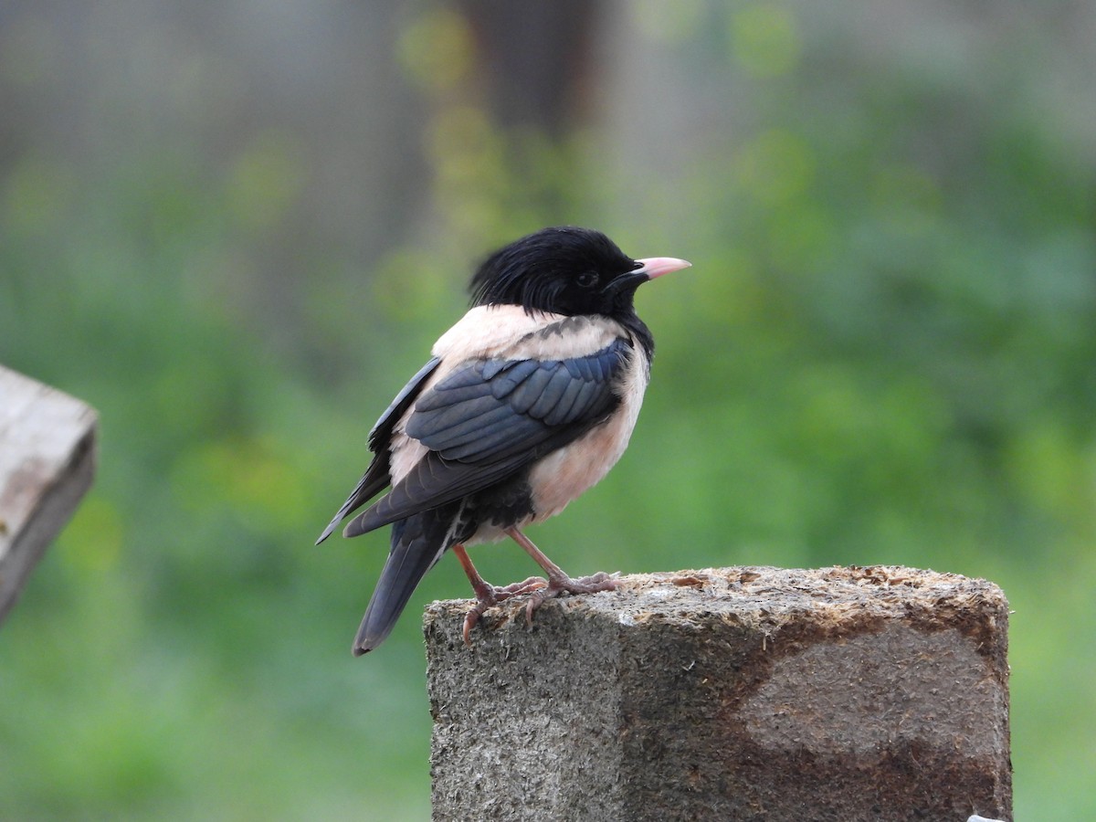 Rosy Starling - ML619619632