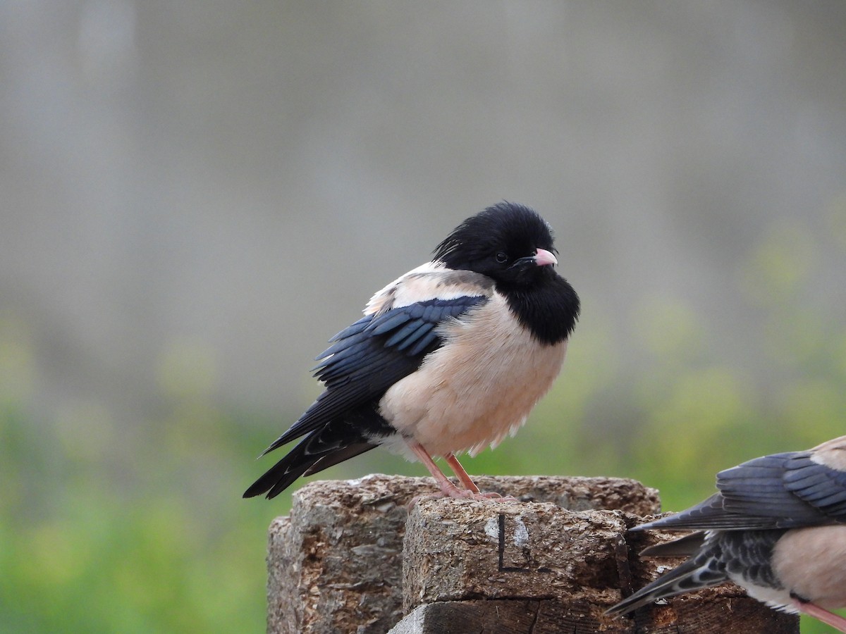 Rosy Starling - ML619619633