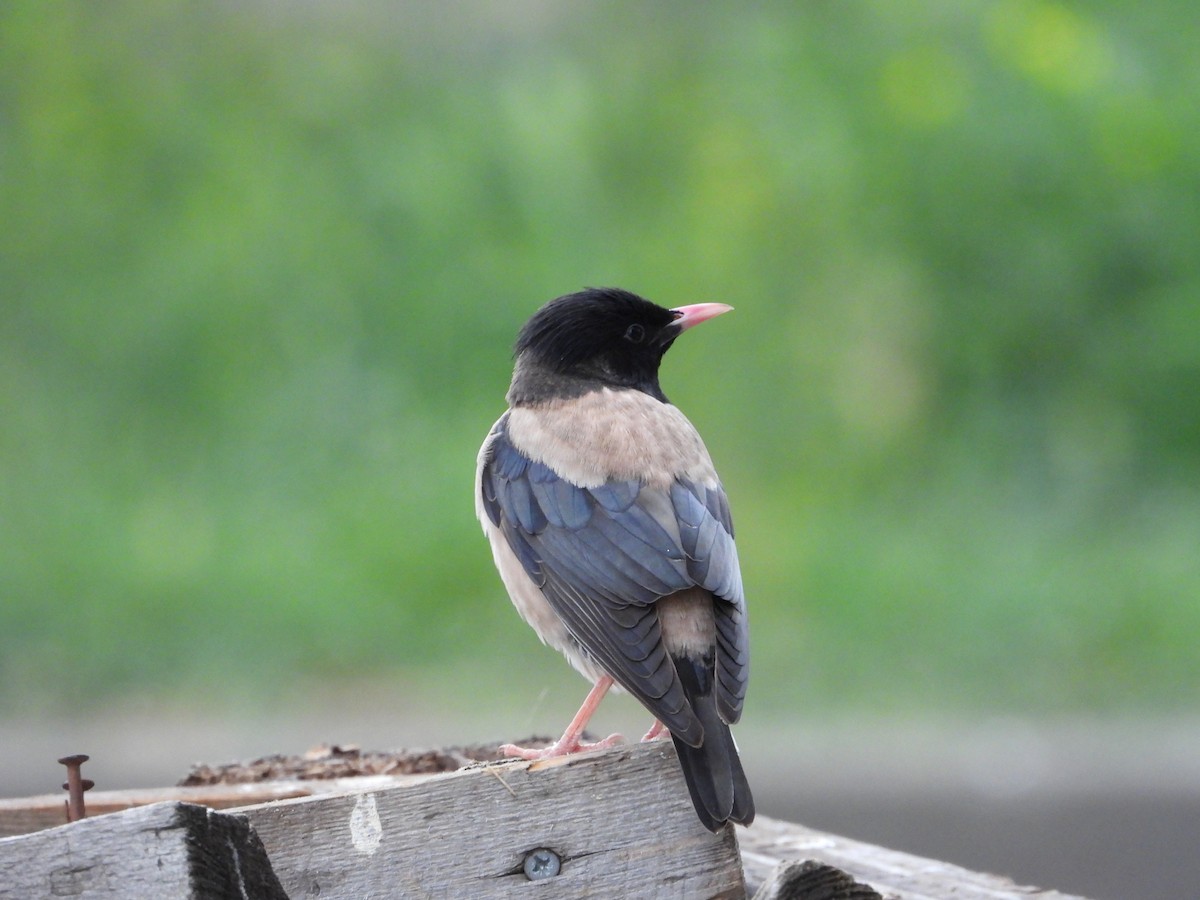 Rosy Starling - Josip Turkalj