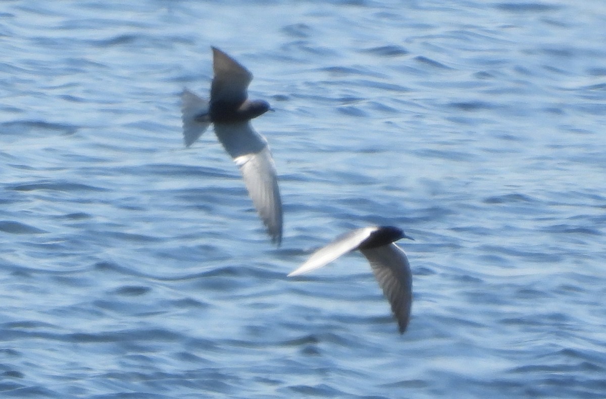 Black Tern - Bonnie Heinecke