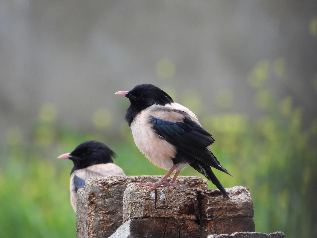 Rosy Starling - ML619619637