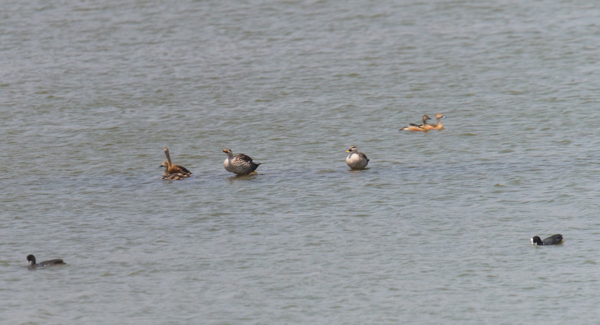 Lesser Whistling-Duck - ML619619645