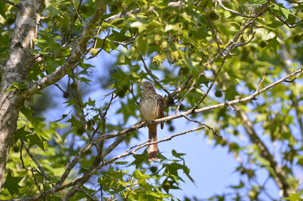 Brown Thrasher - Rebekah Boan