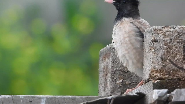 Rosy Starling - ML619619650