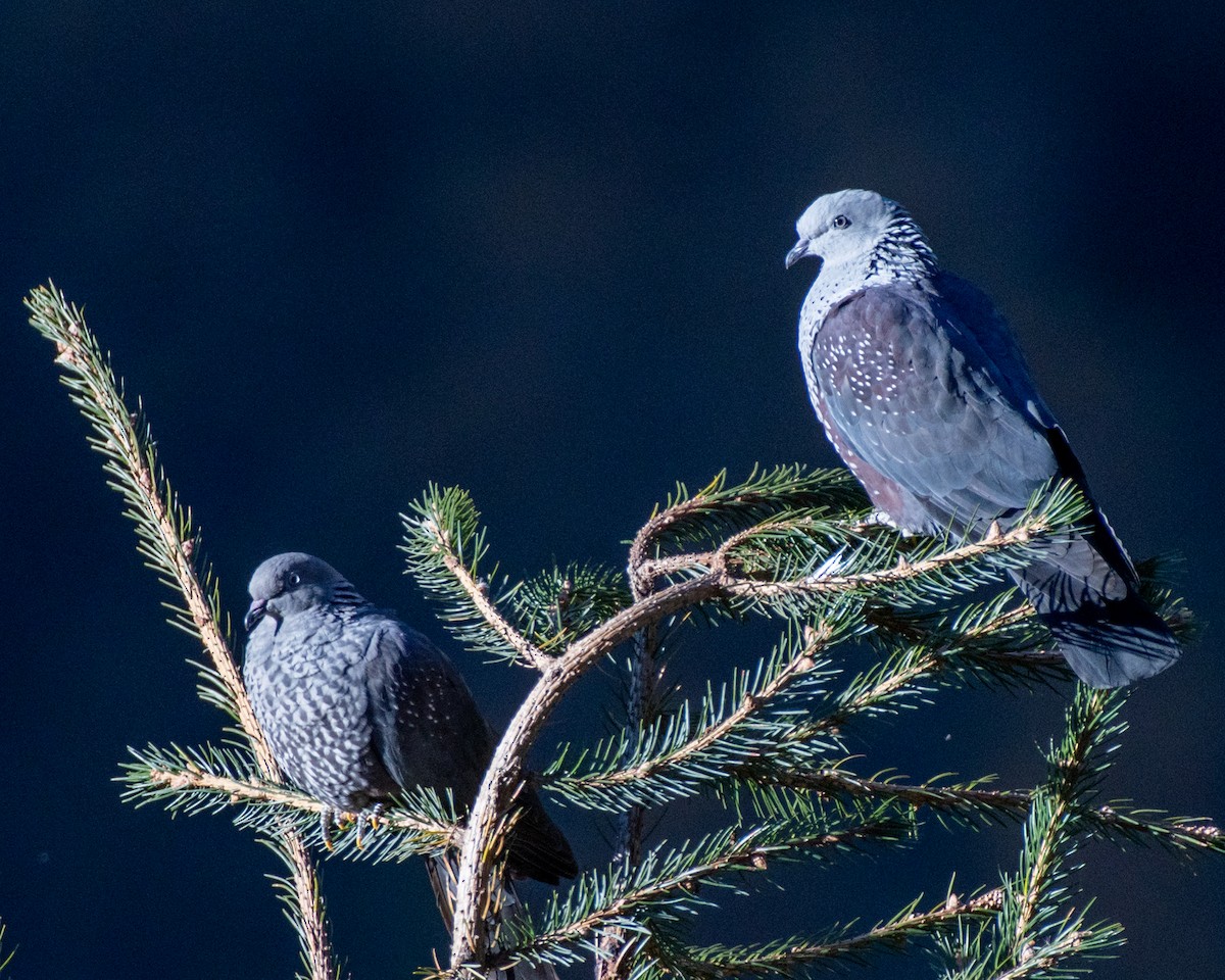 Speckled Wood-Pigeon - ML619619651